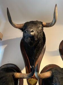 cabeza toro Barbaverde La Dehesilla